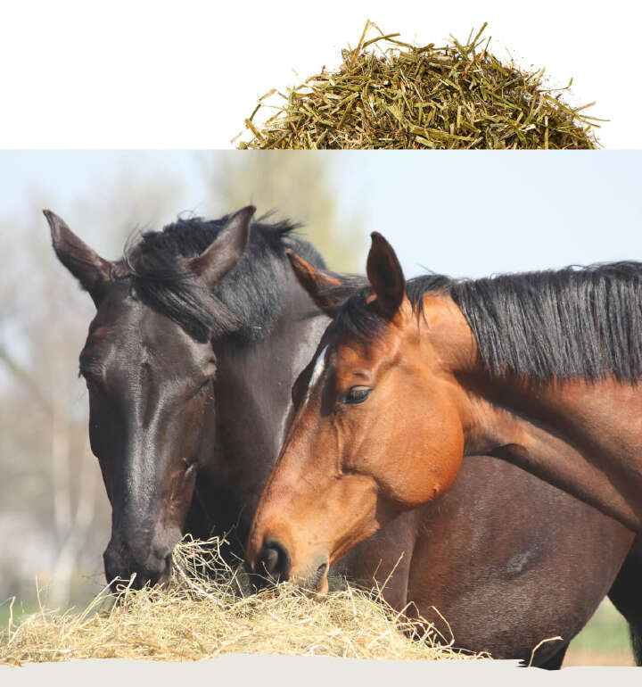 teaser pferde futter raufutter